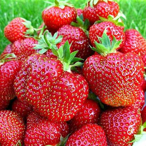 Земляника ремонтантная Огородница F1 Седек изображение 1 артикул 84877