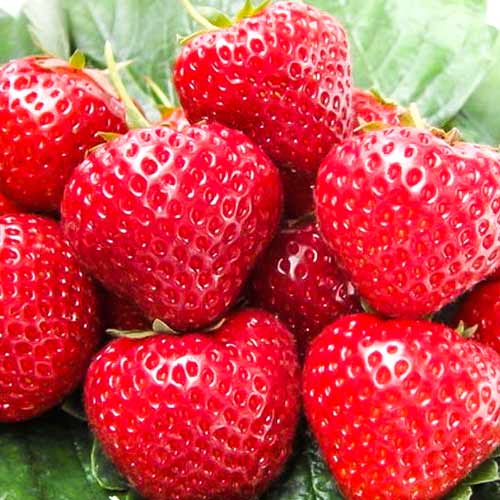 Земляника ремонтантная Сластена F1 Седек изображение 1 артикул 84878