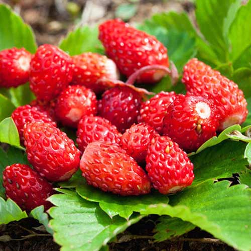 Земляника ремонтантная Времена года, семена изображение 1 артикул 65242