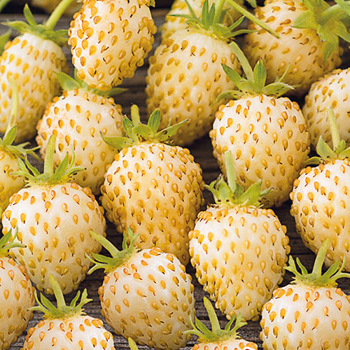 Земляника ремонтантная Золотая полянка Premium Seeds изображение 1 артикул 83743