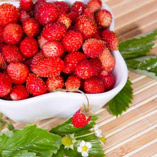 Земляника (мелкоплодная) Регина изображение 1 артикул 9606