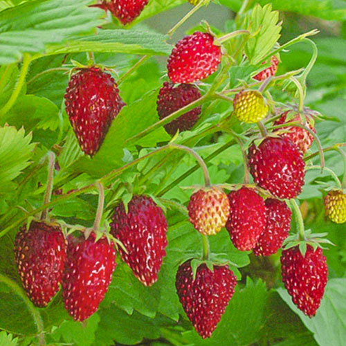 Земляника Сладкая полянка Premium Seeds изображение 1 артикул 83742