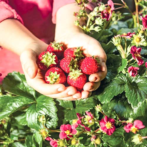 Земляника ампельная ремонтантная Тоскана F1 изображение 1 артикул 69881