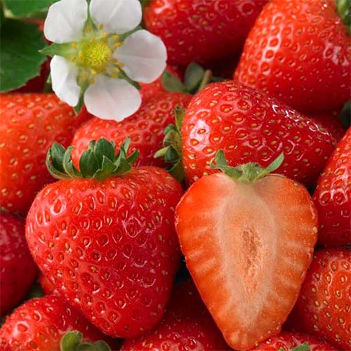 Земляника Вкуснятина F1 Русский огород НК изображение 1 артикул 71966