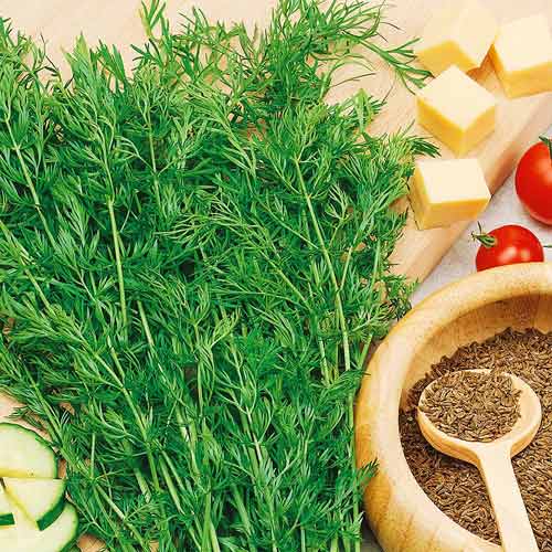 Зира (Кумин) Римский тмин изображение 1 артикул 74272