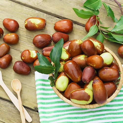 Зизифус Конфетный изображение 1 артикул 7424