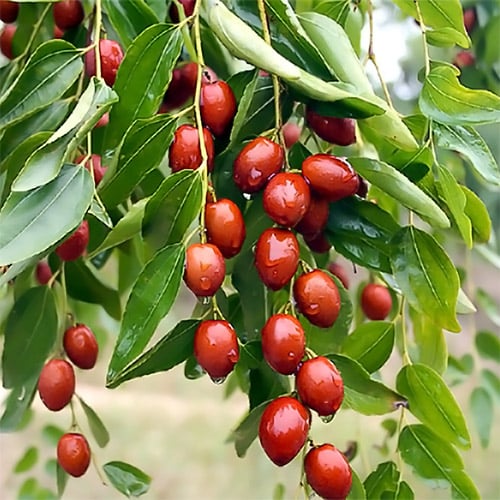 Зизифус Конфетный изображение 2 артикул 7424