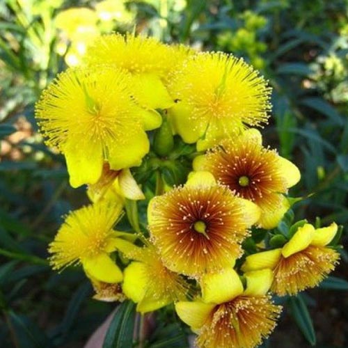 Зверобой Джемо изображение 1 артикул 01098