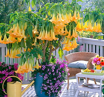 Декоративные деревья