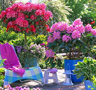 Декоративные кустарники