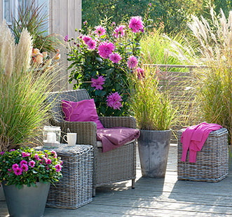 Декоративные растения