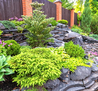 Хвойные растения