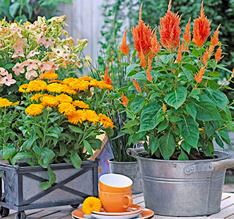 Многолетние цветы