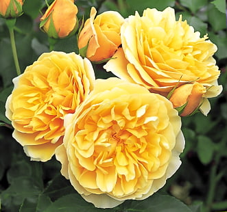 Розы английские