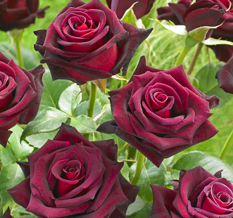 Розы флорибунда