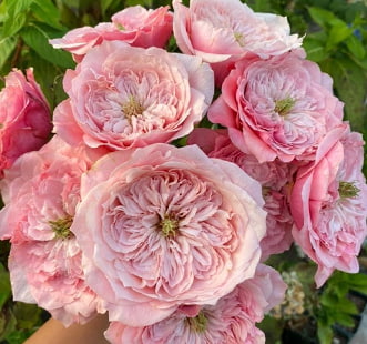 Розы японские