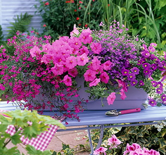 Семена двулетних цветов