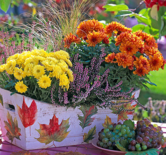 Семена многолетних цветов