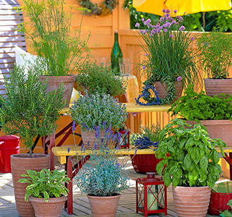 Семена пряных культур