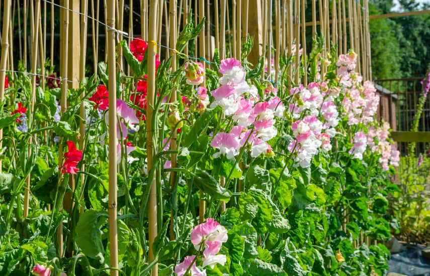 10 самых лучших вьющихся растений для вертикального декорирования сада