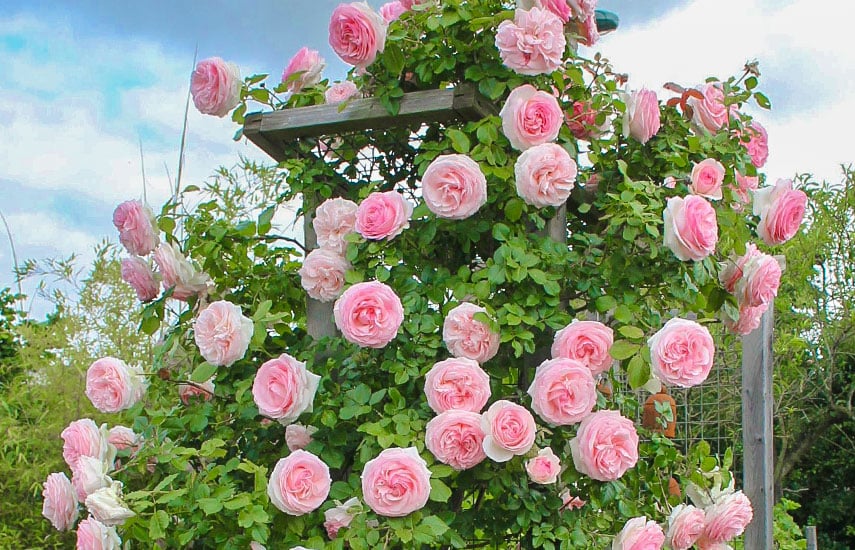 Плетистые розы фото, названия, сорта плетистых роз