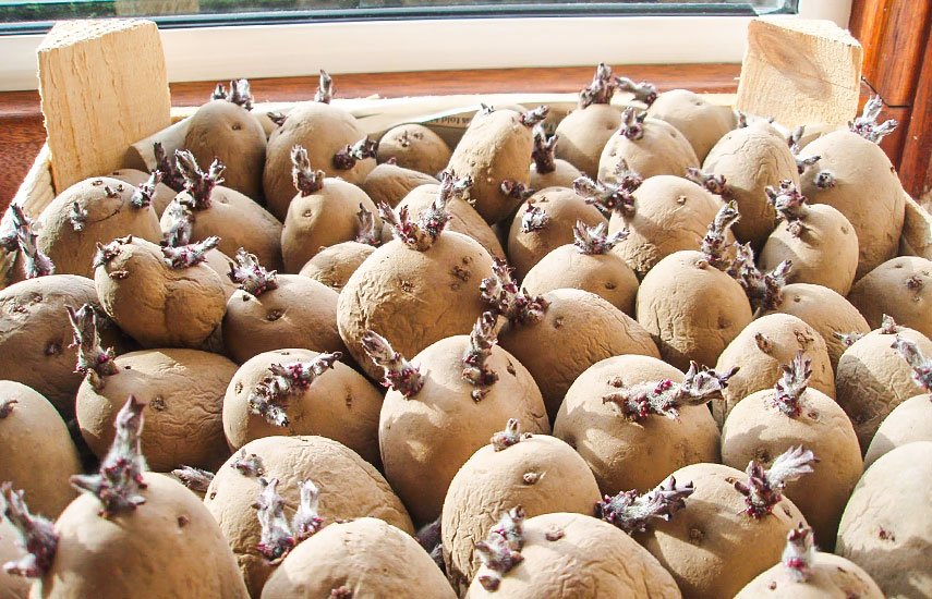 яровизация картофеля зачем проводить