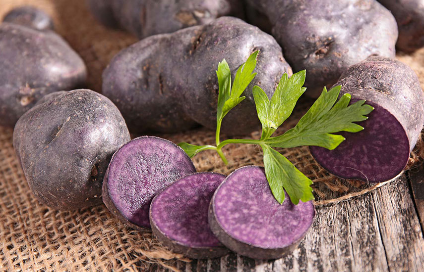 фиолетовый картофель выращивание