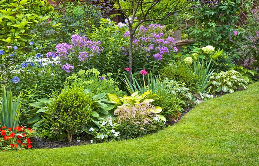 Лучшие декоративные растения для озеленения сада