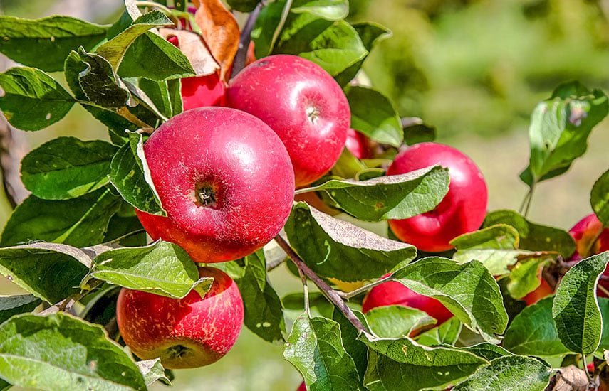 Какой сорт яблони лучше посадить?