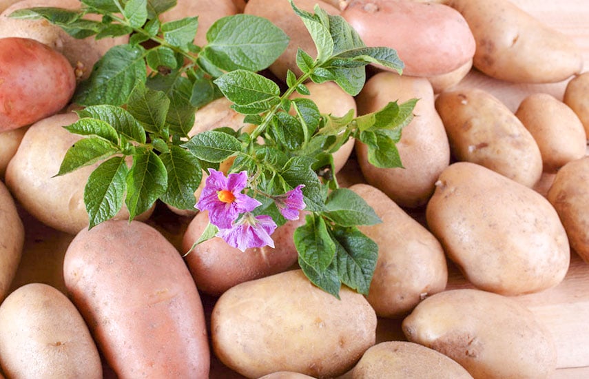 Картофель - посадка и выращивание в Беларуси