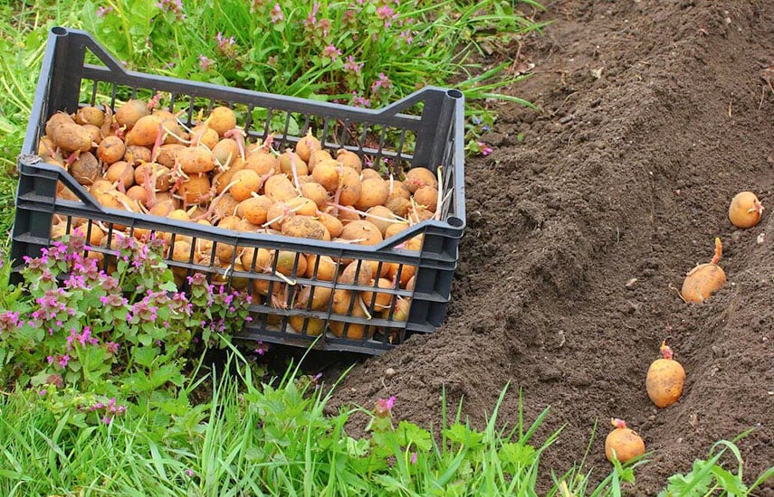 Картофель - посадка и выращивание в Беларуси