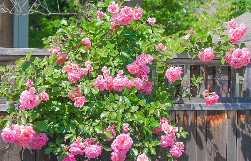 Что такое плетистые розы: виды и отличия