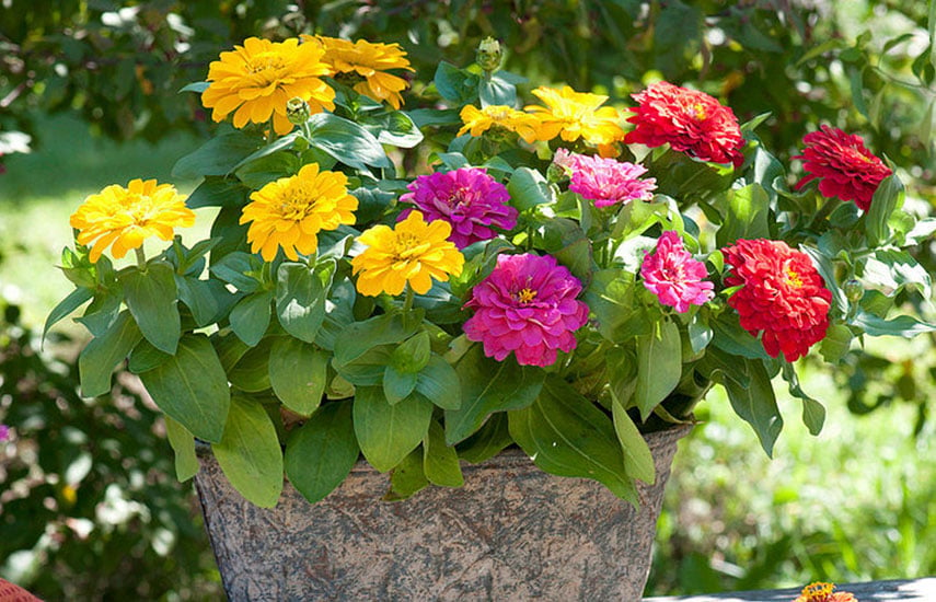 15 декоративных растений, цветущих до глубокой осени