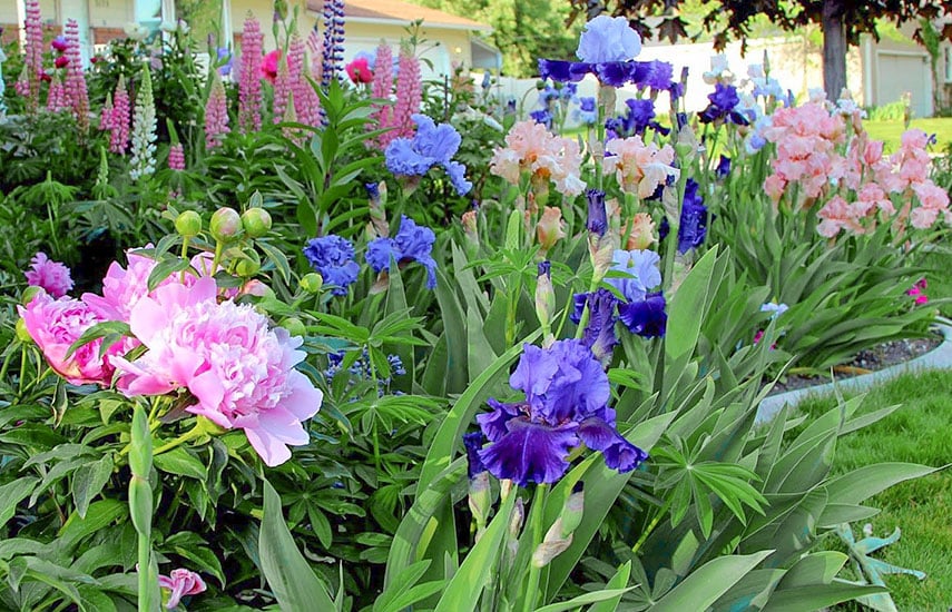 Разноцветный сад: лучшие сочетания цветов на клумбе