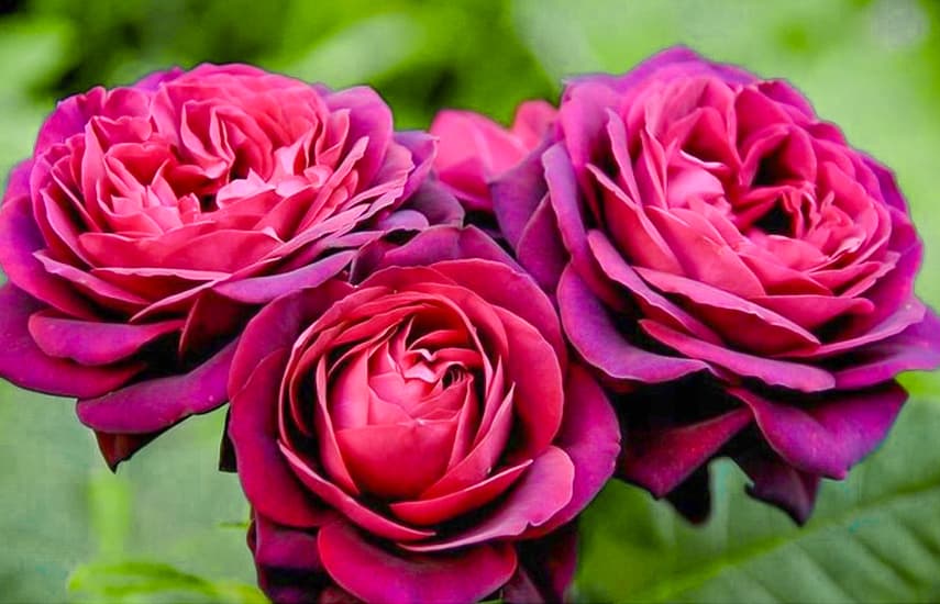 Самые красивые красные розы: 10 лучших сортов с фото