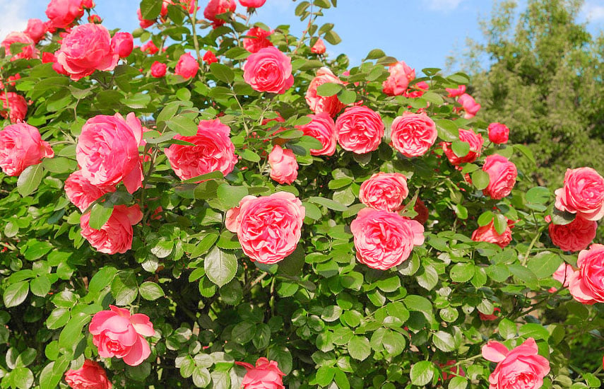 Чем подкормить розы весной для обильного цветения | Полезные статьи на  блоге Беккер