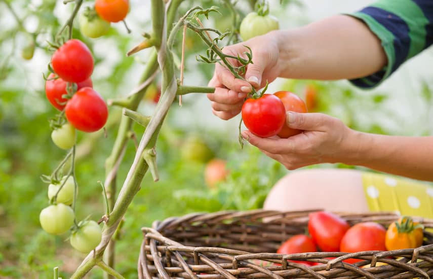 Урожайные томаты - 10 советов