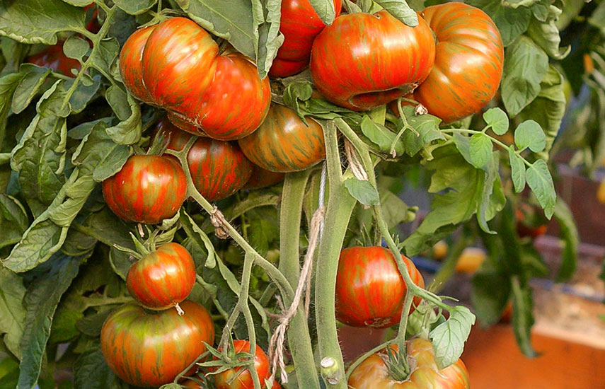 помидоры что посеять в марте на рассаду