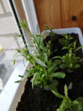 upload_img1
