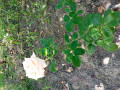 upload_img1