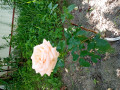upload_img1
