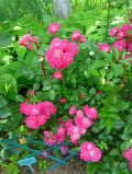 upload_img1