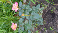 upload_img1