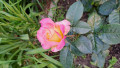 upload_img1