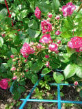 upload_img1