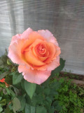 upload_img1