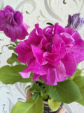 upload_img1