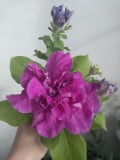 upload_img1
