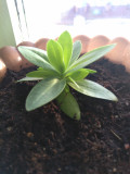 upload_img1
