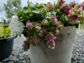 upload_img1